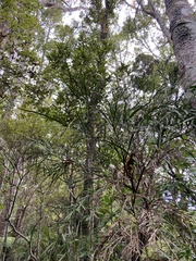 Carmichaelia williamsii