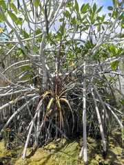 Tillandsia dasyliriifolia