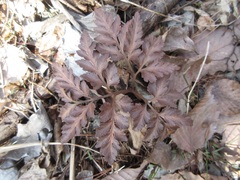 Sceptridium ternatum