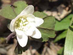 Anemonoides raddeana