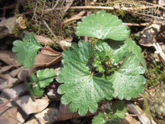 Nanocnide japonica