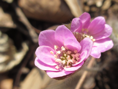 Hepatica nobilis