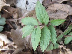 Cardamine leucantha