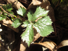 Coreanomecon hylomeconoides