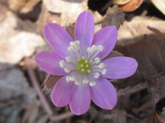 Hepatica nobilis