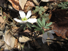 Eranthis stellata