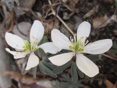 Eranthis stellata