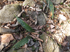 Cremastra appendiculata variabilis