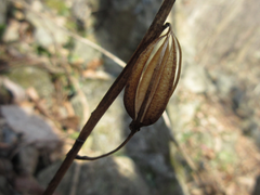 Cremastra appendiculata variabilis