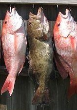 Mycteroperca microlepis