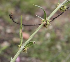 Teucrium betchei