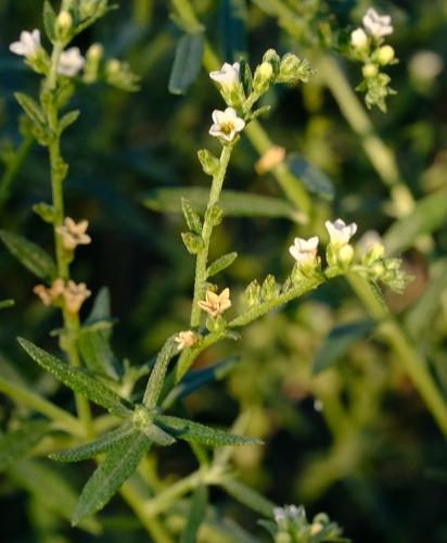 Euploca rariflora image