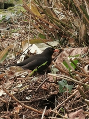 Turdus merula