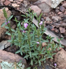 Rostellularia adscendens