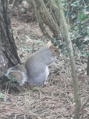 Sciurus carolinensis