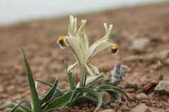 Iris persica