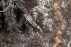 Tinea fagicola