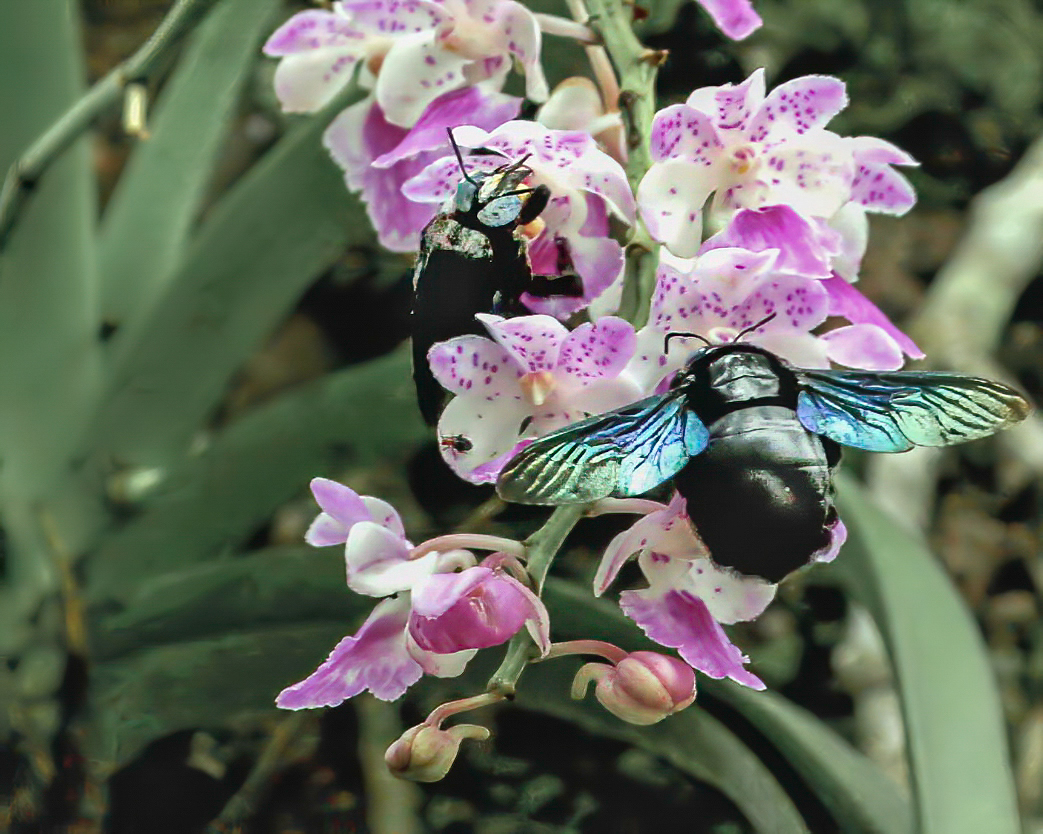 Aerides maculosa Lindl. 4