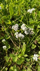 Corrigiola litoralis foliosa