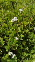 Corrigiola litoralis foliosa