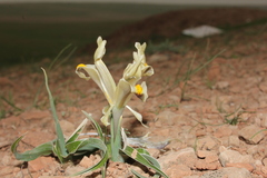 Iris persica