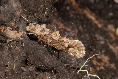 Lysiphragma epixyla