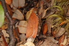Phaeosaces coarctatella