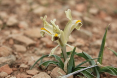 Iris persica