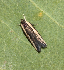 Ardozyga stratifera
