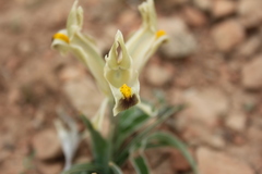 Iris persica