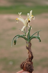 Iris persica