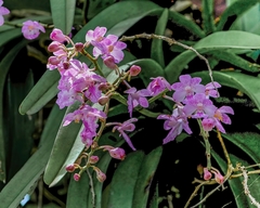 Aerides maculosa