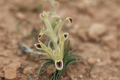 Iris persica