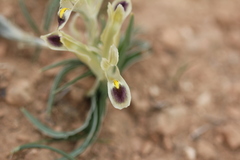 Iris persica