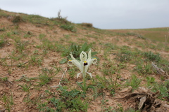 Iris persica