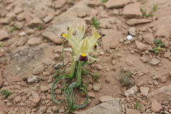 Iris persica