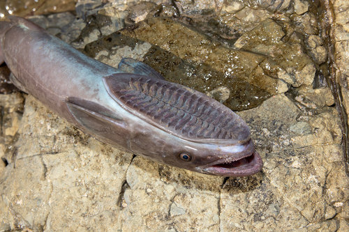 Common Remora