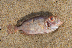 Priacanthidae