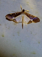 Tipuliforma triangulalis