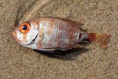 Priacanthidae