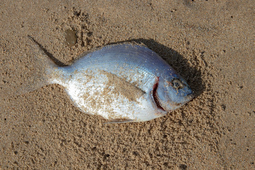 Blacktail (Diplodus capensis) — Sparidae — 3
