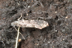 Tinea fagicola