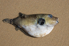 Arothron immaculatus