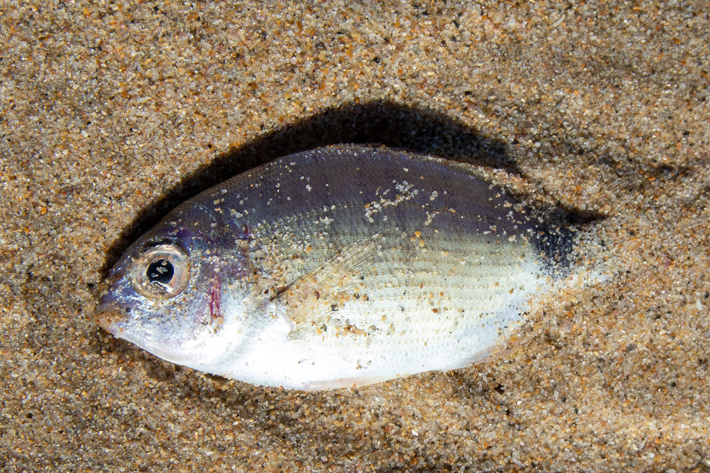 Blacktail (Diplodus capensis) — Sparidae
