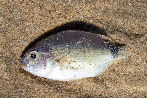 Blacktail (Diplodus capensis) — Sparidae