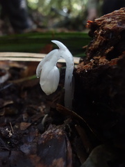 Monotropastrum humile glaberrimum