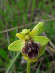 Ophrys × clapensis