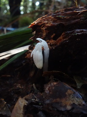Monotropastrum humile glaberrimum