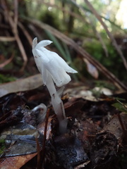 Monotropastrum humile glaberrimum