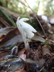 Monotropastrum humile glaberrimum